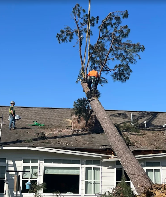 Certified climber sectioning a pine off a residential roof