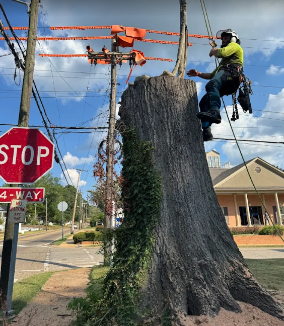Certified climber rigging a large trunk beside power lines in downtown Corinth